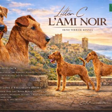 Štěňata v CHS L´Ami Noir